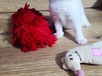 British shorthair süper kalite