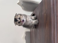 Erkek scottish fold yavrum