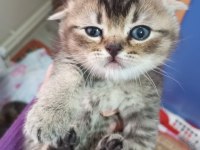 Minik scottish fold yavrularımız