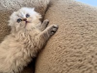 Scottish Fold Dişi Ve Erkek Kardeşler