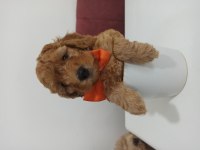 45 günlük toy poodle yavrularımız