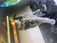 British shorthair yavru kediler