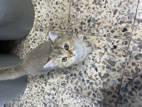 Golden british shorthair