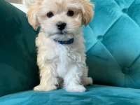 EVİNİZE NEŞE KATACAK MALTİPOO YAVRULARI