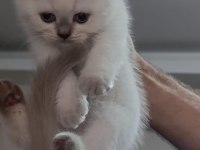 Küçük british longhair kedilerim