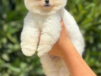 POMERANİAN BOO BEBEKLER IRK VE SAĞLIK GARANTİLİ