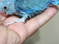 Pied erkek forpus cep papağanı