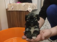 Orjinal pekinez yavruları
