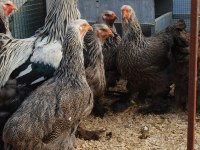 DARK BRAHMA KULUÇKALIK YUMURTA & CİVCİV