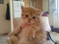 3 erkek ve 1 dişi british shorthair