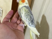 63 günlük kusursuz sultan bebek