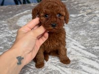 KOYU RENK TOY POODLE YAVRULARI 