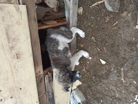 Köpeğimiz çok güzel