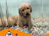 Golden Retriever Baby Face Gülen Surat