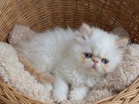 Safkan red point iran persian