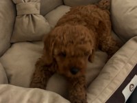 Acil sahiplendirilecek yavru toy poodle