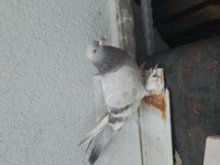 Kuşçuluğu bırakıyorum acil paraya ihtiyacım var
