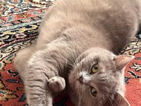 HAMİLE KEDİMİZ