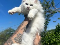 Safkan mavi gözlü maine coon xxl şecereli
