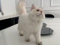 British Longhair Kedimiz