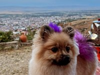Pomeranian boo dişi