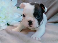 FRENCH BULLDOG YAVRULARI