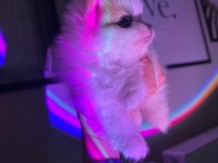Erkek Dişi Pomeranian Boo Yavrular