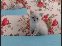 British Shorthair 45 Günlük Dişi Yavru