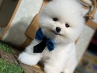 En mini boy pomeranian bebekler