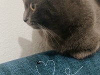 British shorthair kızıma eş arıyorum