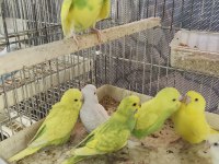 Ele Alıştırmalık Erkek 30 Günlük Bebek Kuşlar