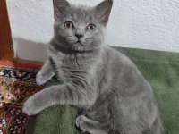 British shorthair yavrularımıza yuva arıyoruz