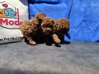 Show kalite redbrown kore toy poodle yavrularımız