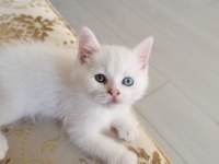 Minik yavru kedim yuva arıyorum