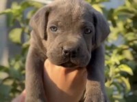 CANE CORSO BLUE