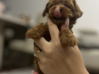Güzeller güzelim poodle Lucy