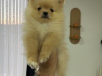 2 aylık pomeranian