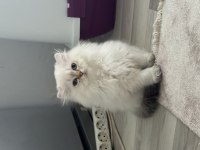 Dünyalar güzeli scottish fold bebekler