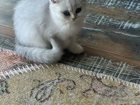 Safkan Silver British Shorthair