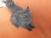 British longhair 54 günlük