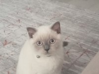 Kedimiz Lucy yeni yuva arıyoruz