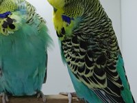Show jumbo muhabbet kuşlar