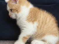 Safkan British Shorthair Red bicolor 3 aylık erkek
