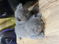 Bir erkek ve bir dişi scottish fold yavrularımız