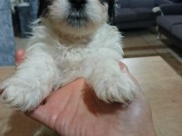 Terrier yavruları 2 erkek ve 1 dişi