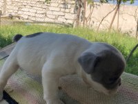 Anatomi harikası dişi french bulldog yavrumuz
