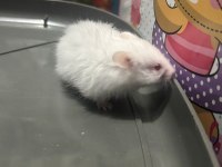 Uzun tüylü suriye hamsterları yeni sahiplerini bekliyor