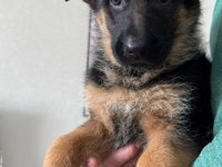 Alman kurdu köpeği yavrularımız