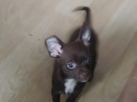 4 aylık erkek chihuahua