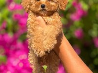 Toy poodle bebeklerimiz